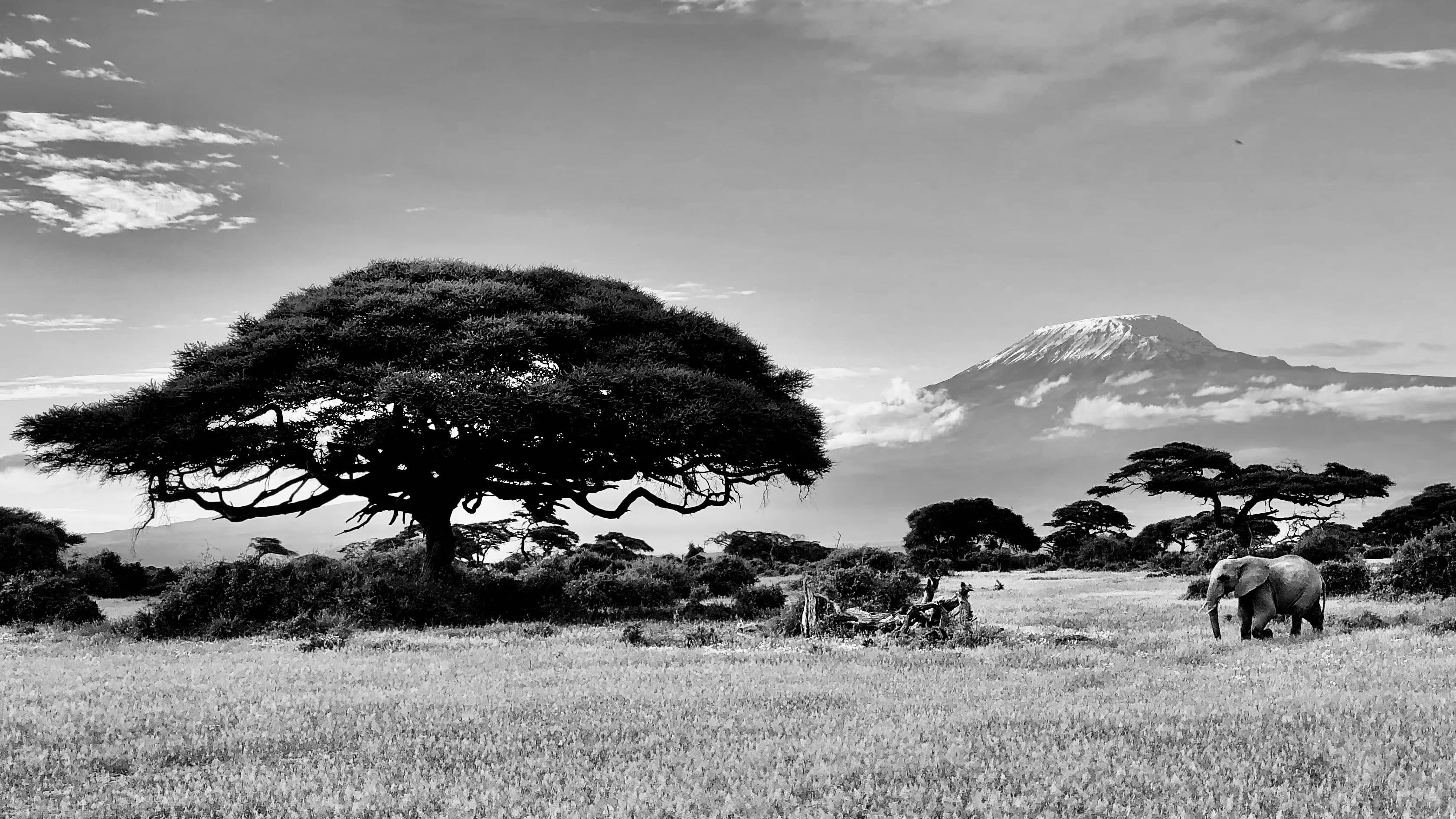Amboseli Kilimanjaro Views Safari - 4 Days - Image 4