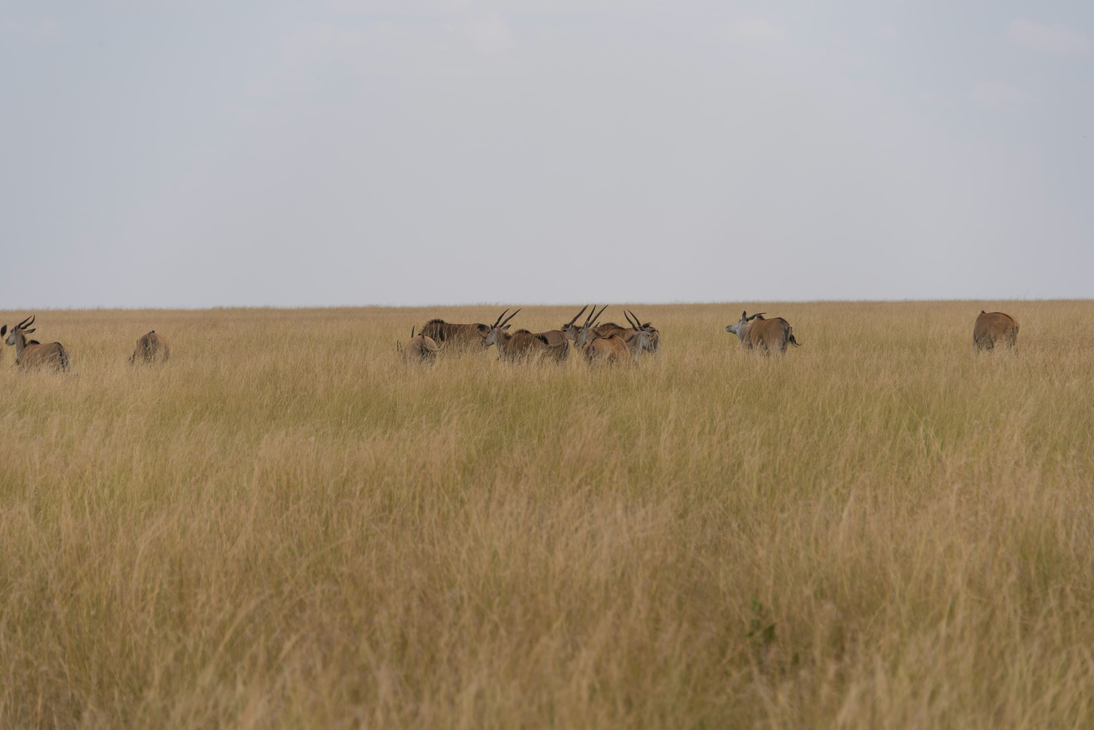 Classic Maasai Mara Safari - 5 Days - Image 2