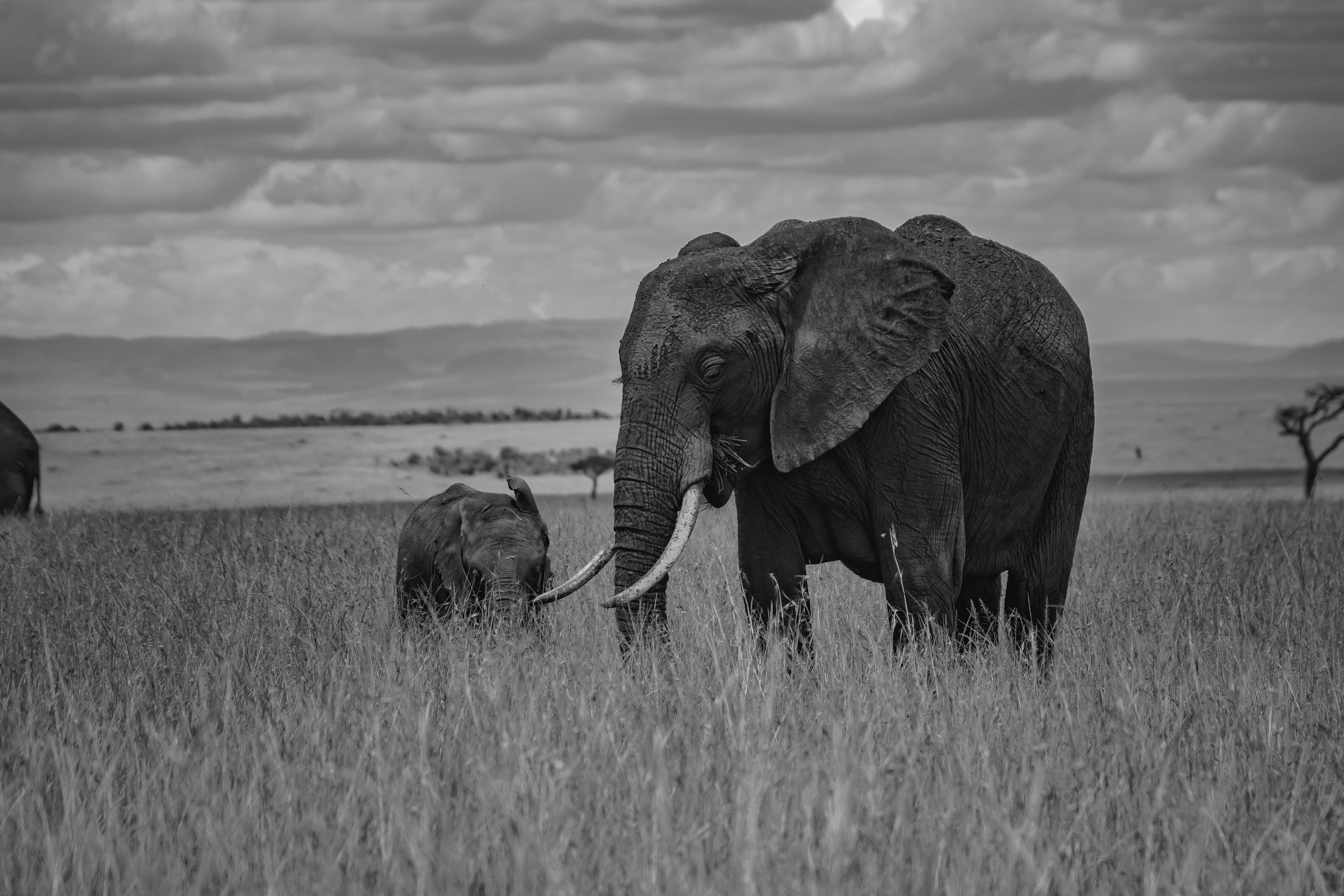 Classic Maasai Mara Safari - 5 Days - Image 5