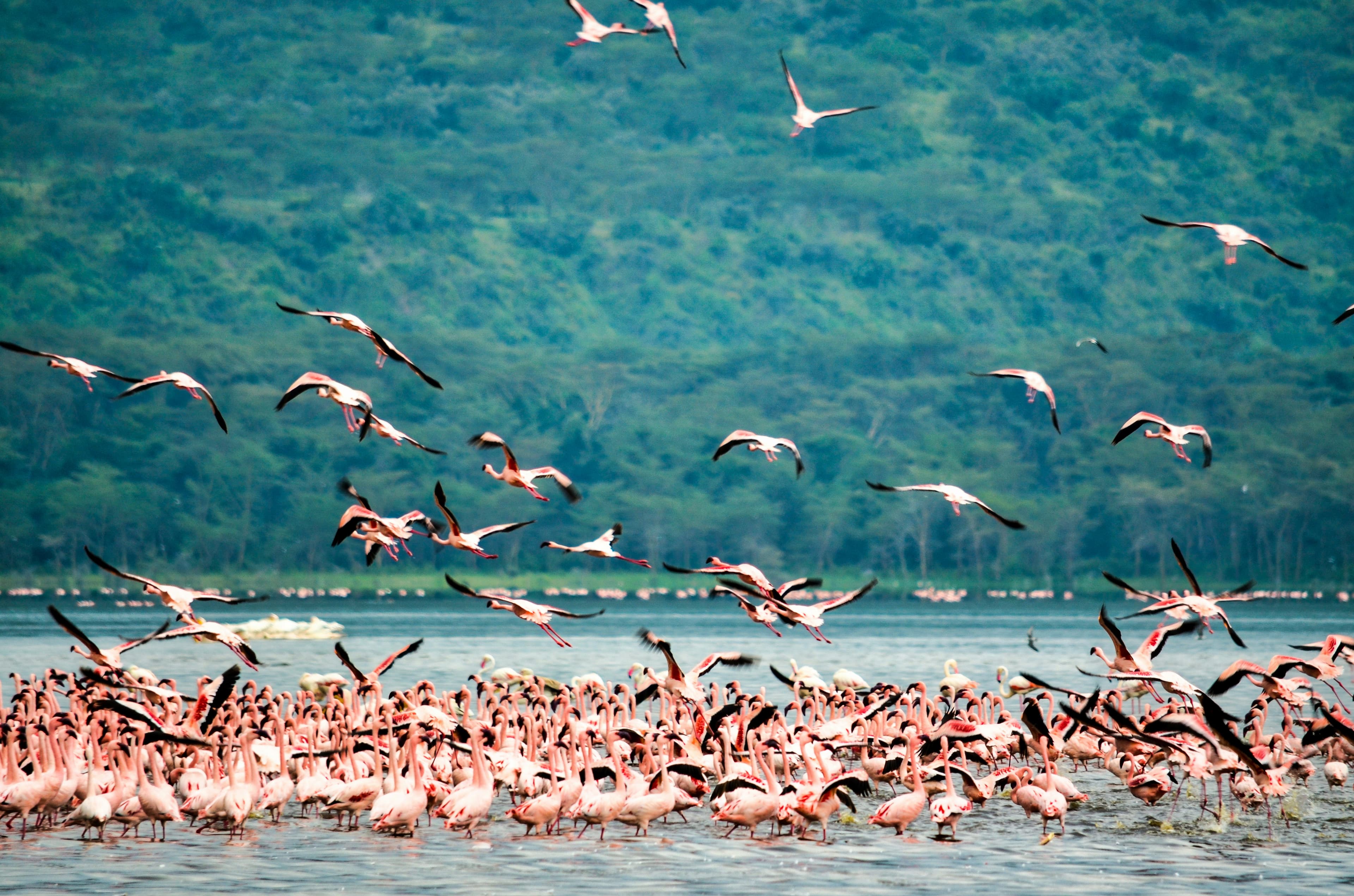 Lakes Nakuru & Naivasha Explorer - 3 Days