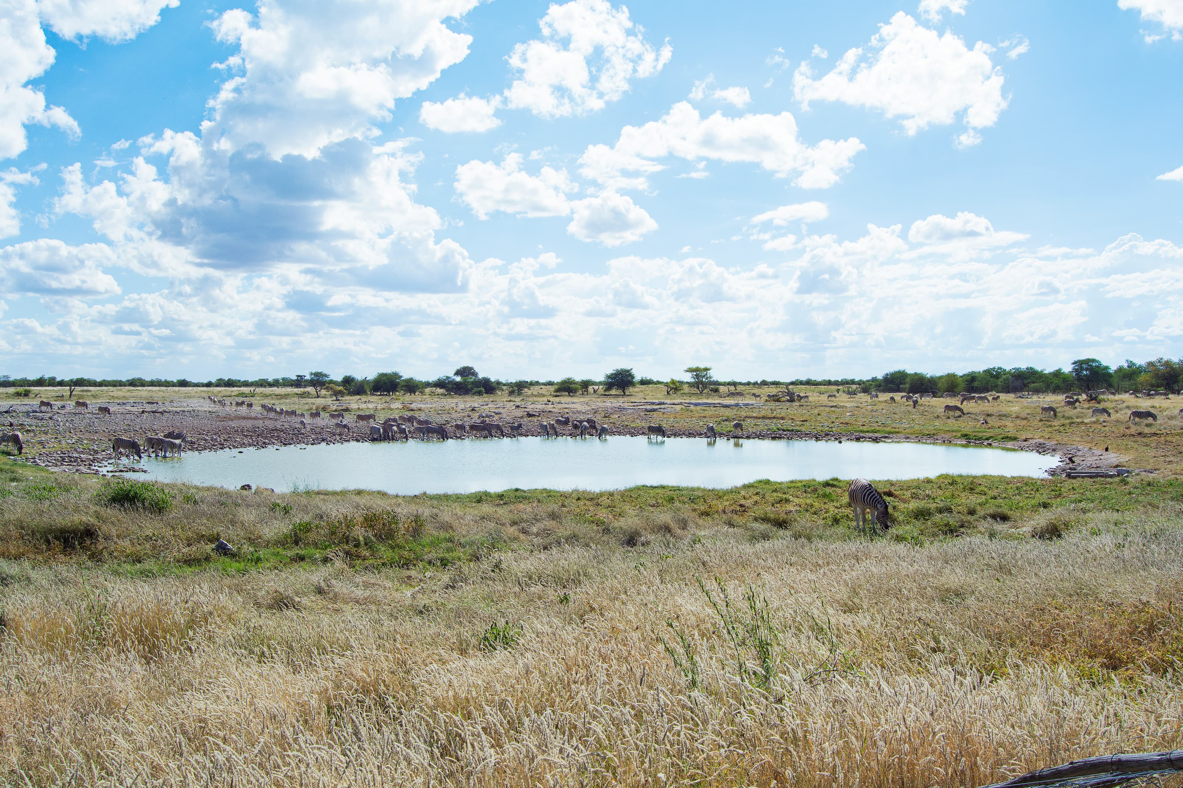 Etosha National Park Safari - 4 Days - Image 2