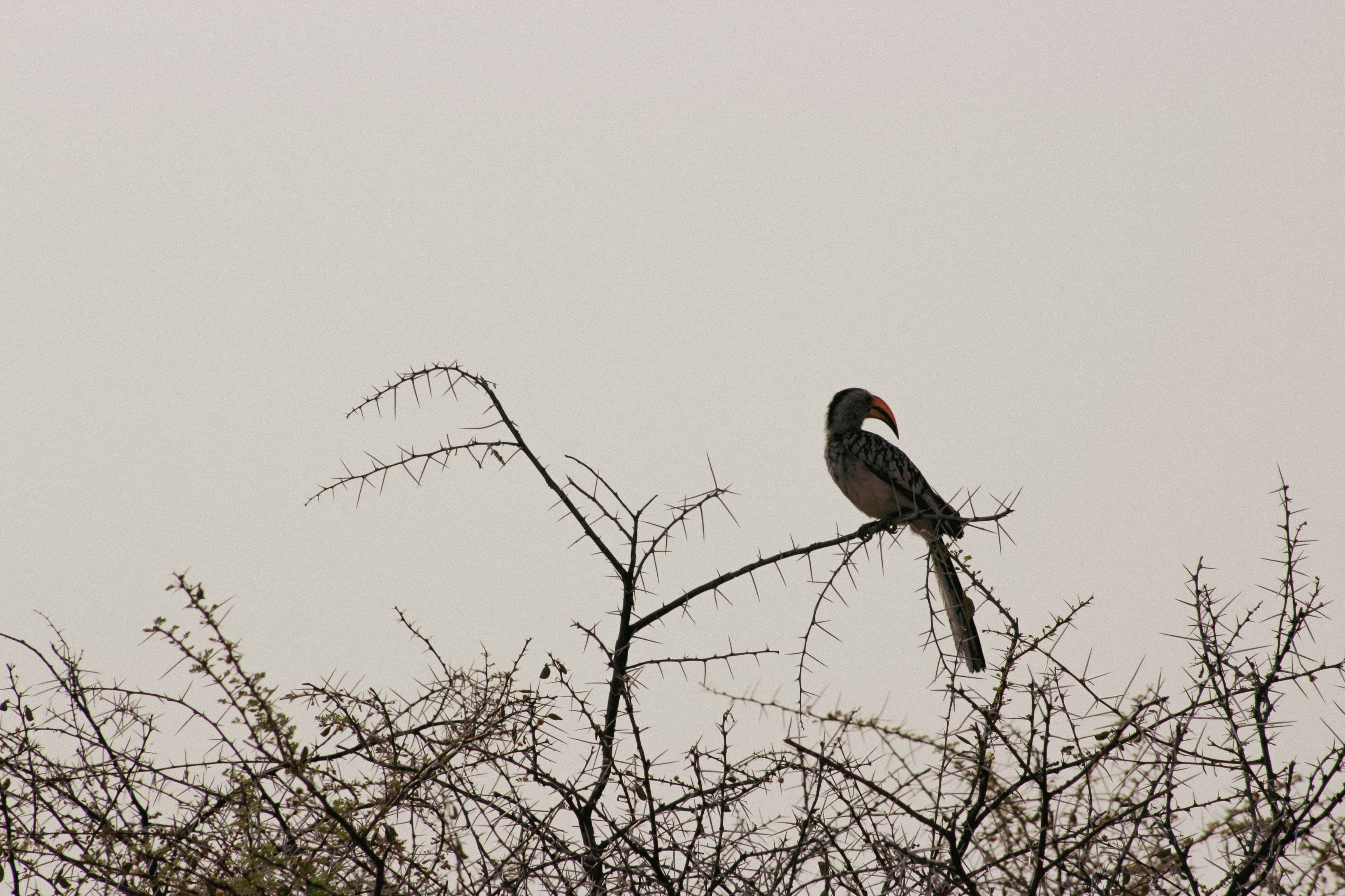 Etosha National Park Safari - 4 Days - Image 5