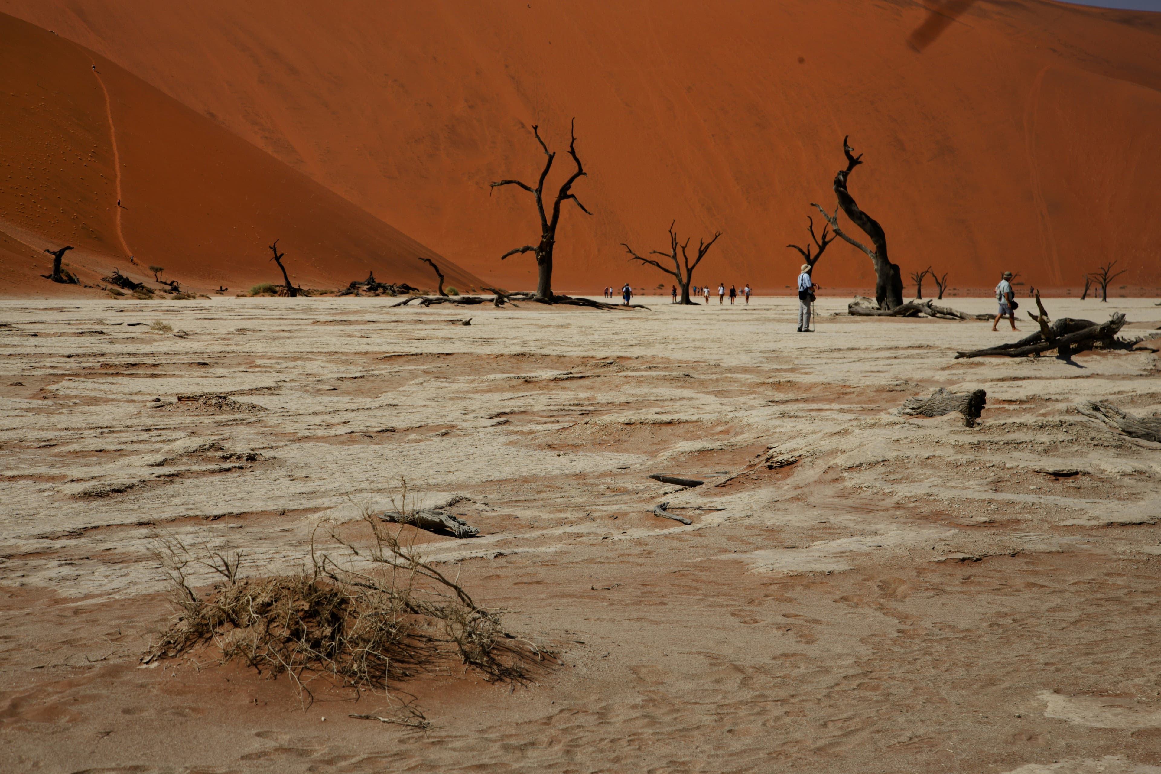 Sossusvlei & Dead Vlei Desert Adventure - 5 Days - Image 4