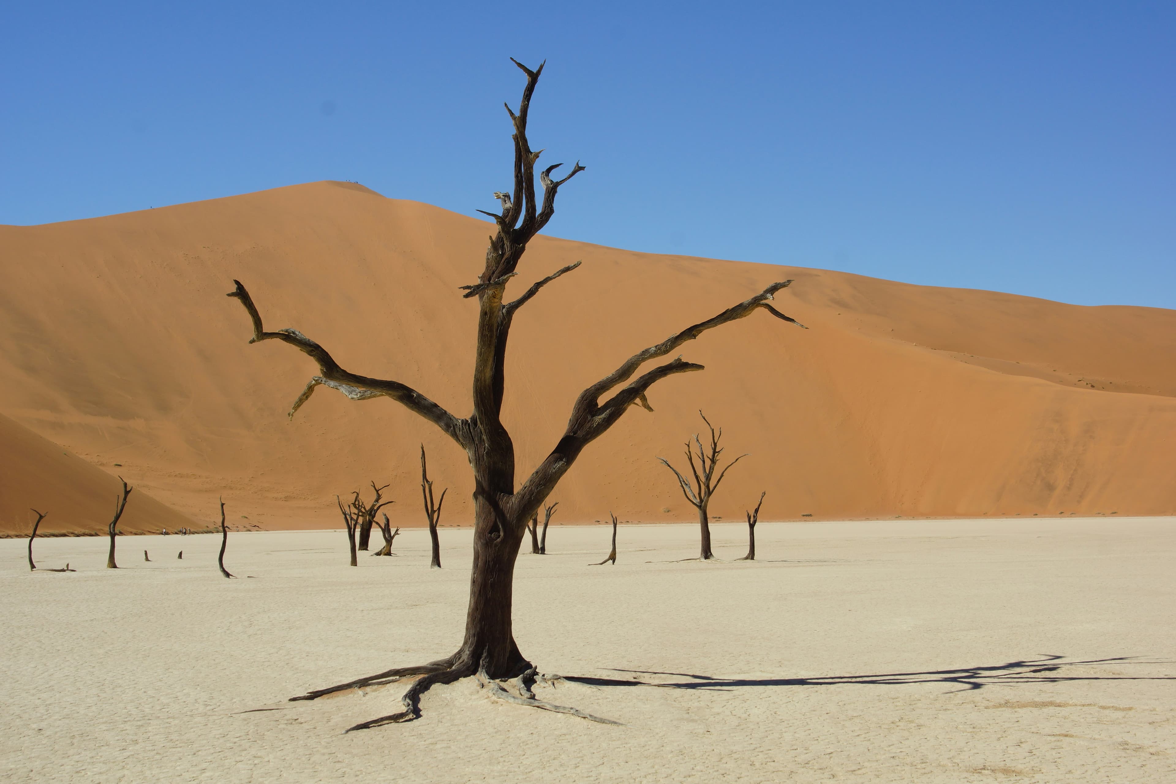 Sossusvlei & Dead Vlei Desert Adventure - 5 Days - Image 5