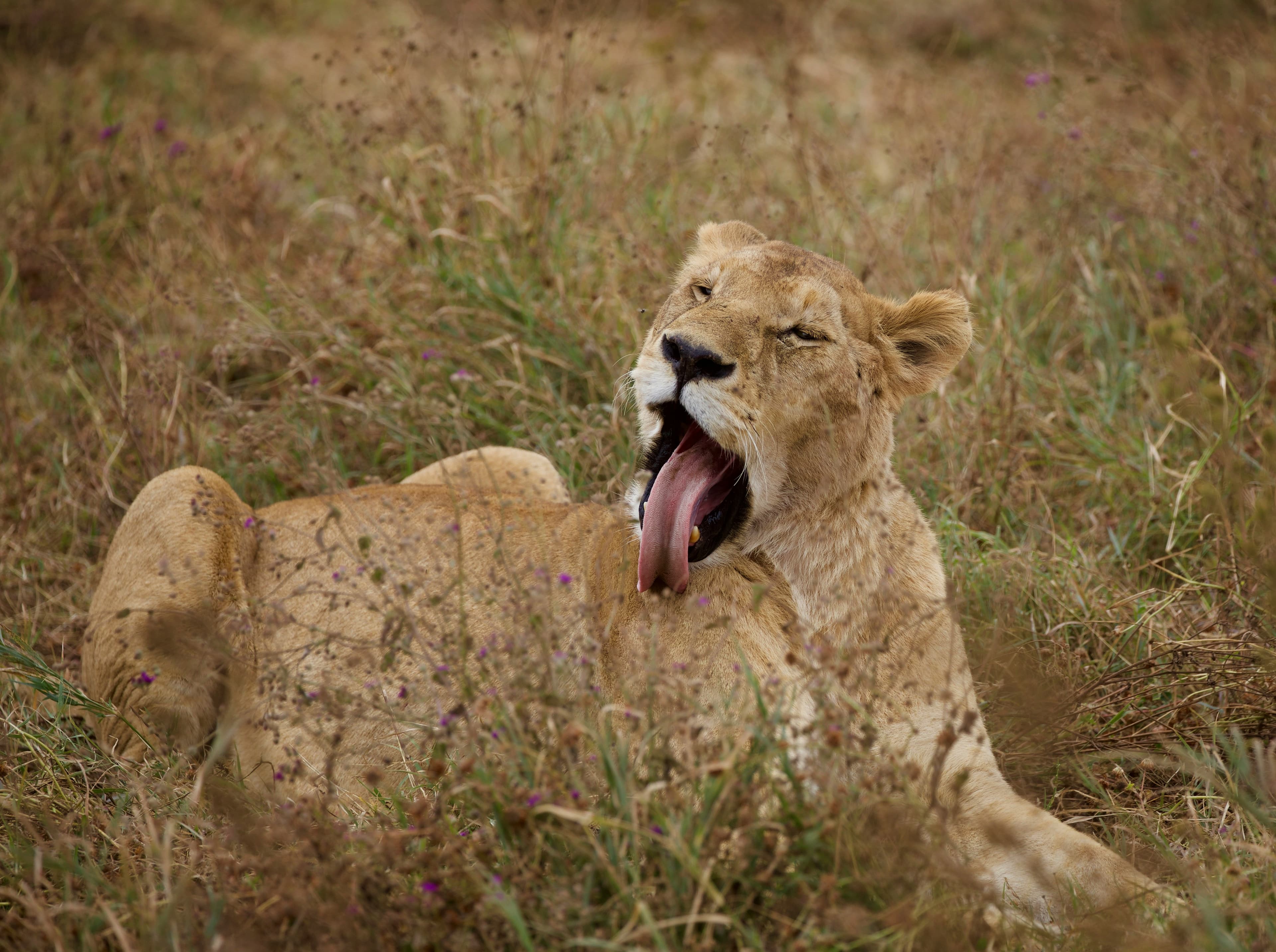 Ngorongoro Crater & Lake Manyara Safari - 4 Days - Image 3