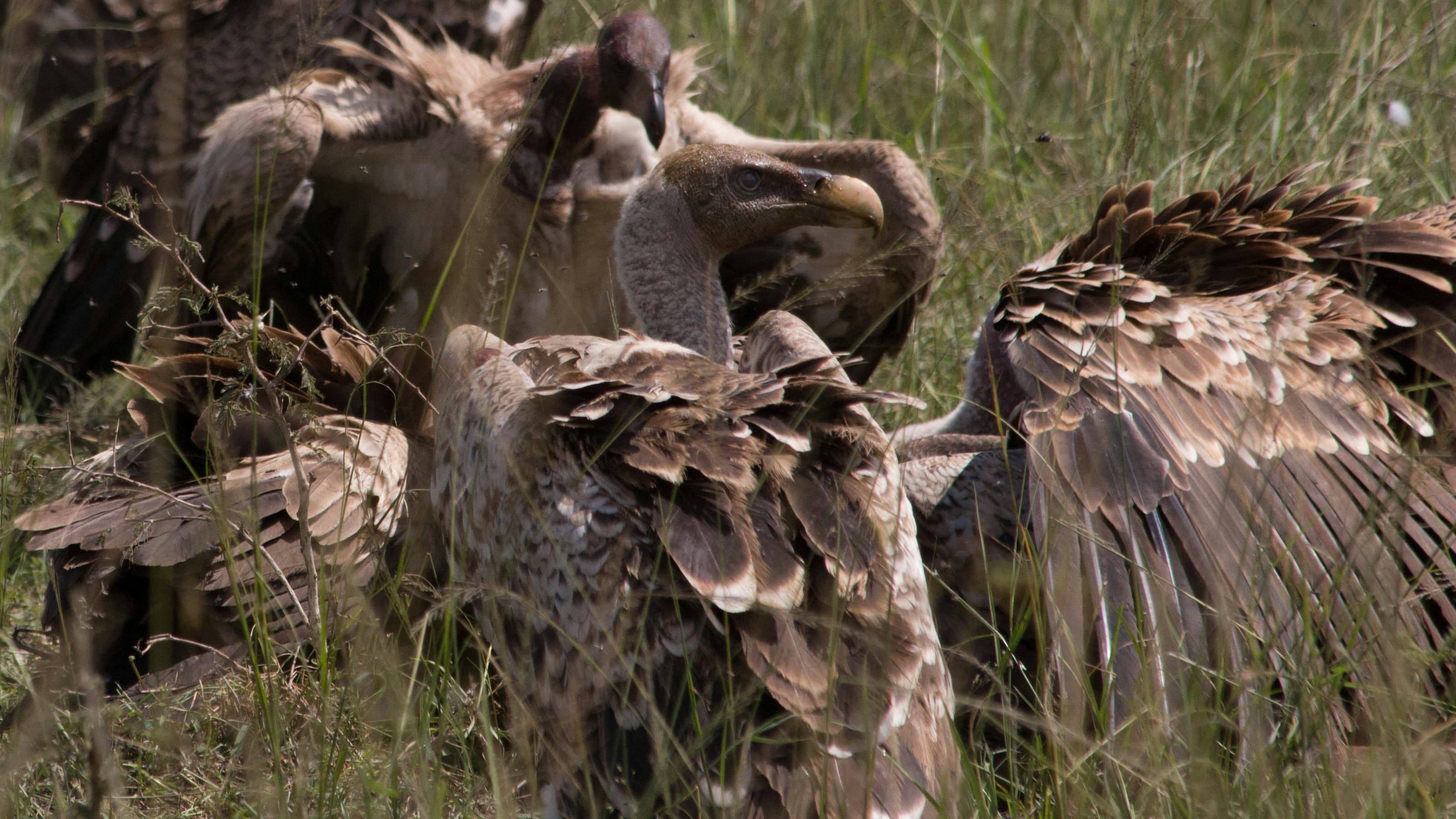 Serengeti Great Migration Safari - 6 Days
