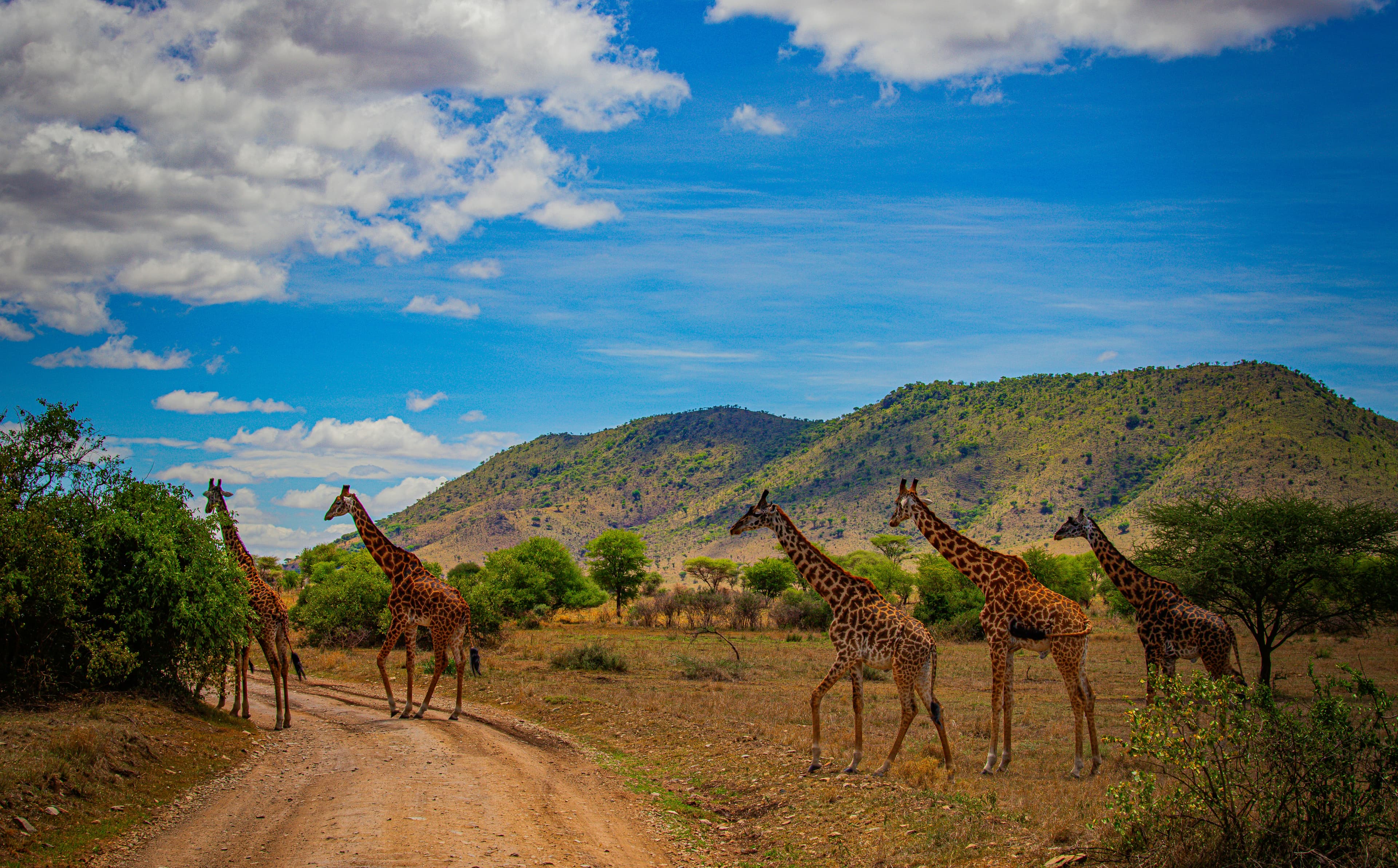 Serengeti Great Migration Safari - 6 Days - Image 4