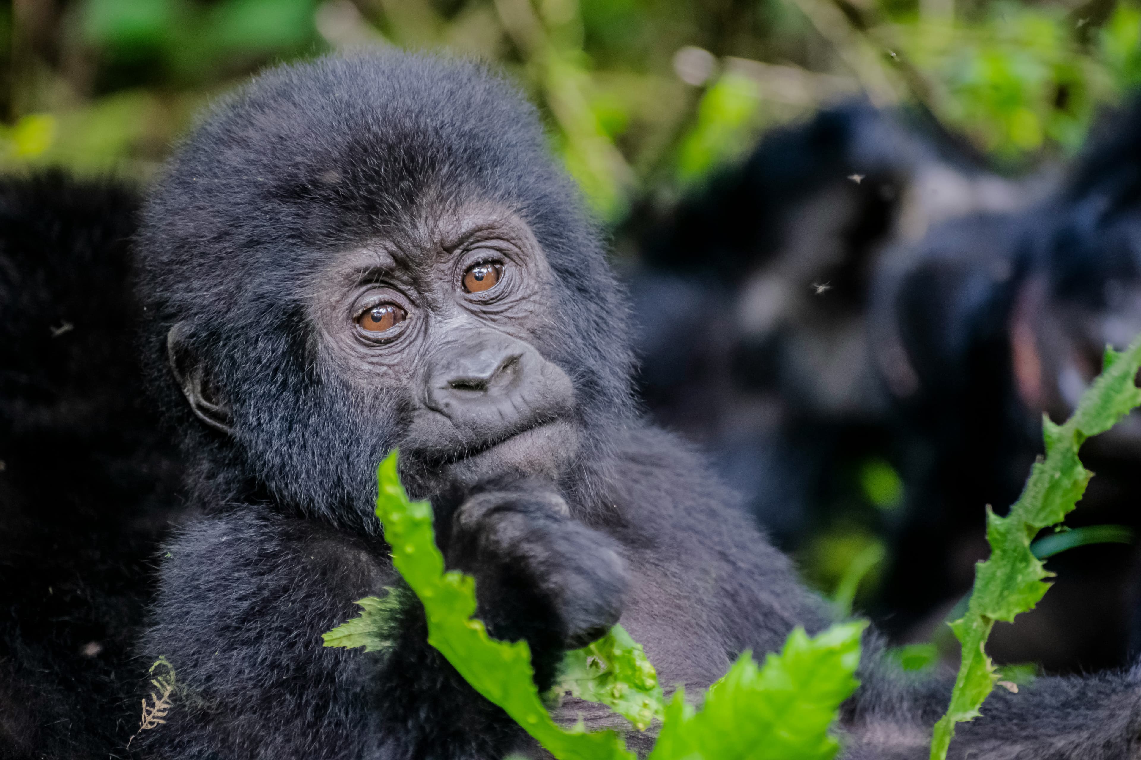 Bwindi Gorilla Trekking Experience - 3 Days - Image 5