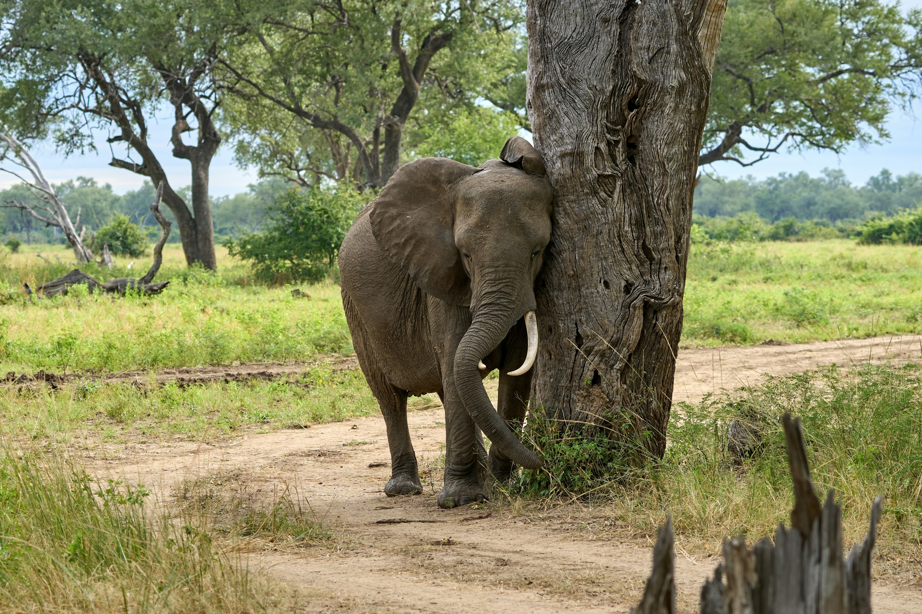 South Luangwa Walking Safari - 5 Days