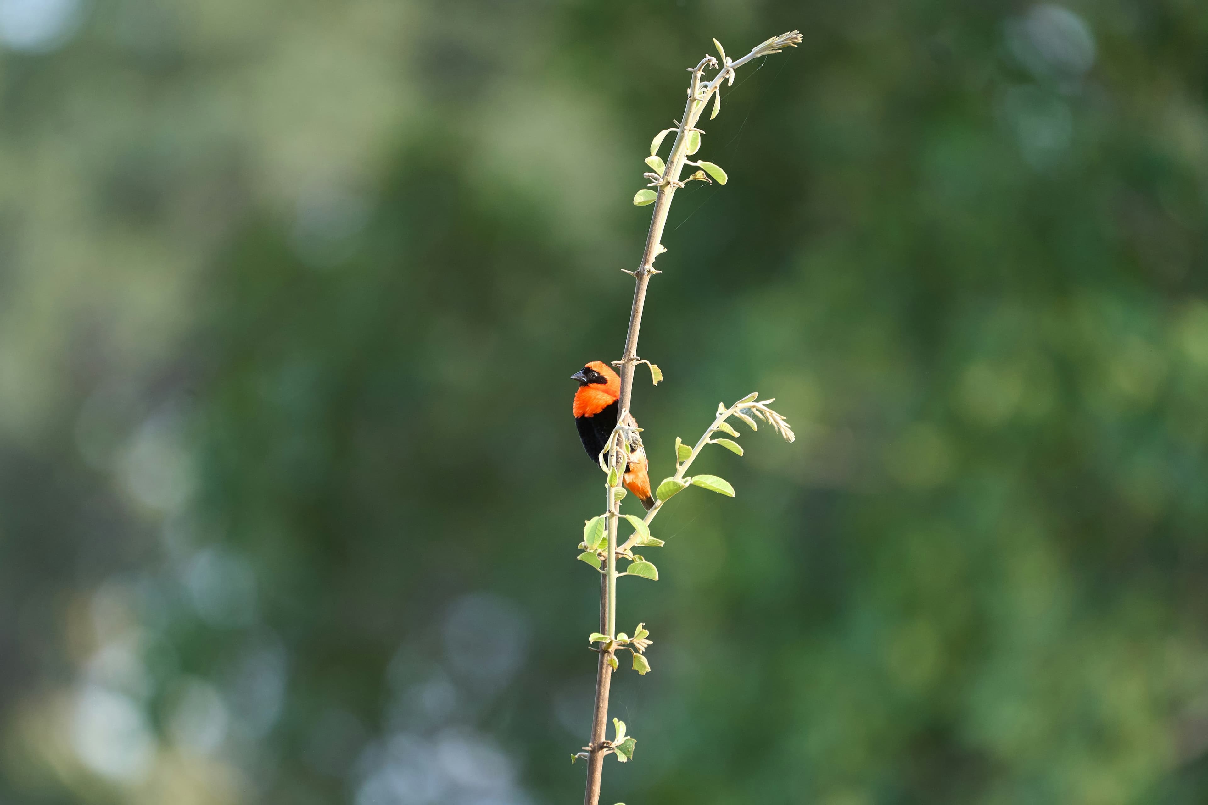 South Luangwa Walking Safari - 5 Days - Image 4