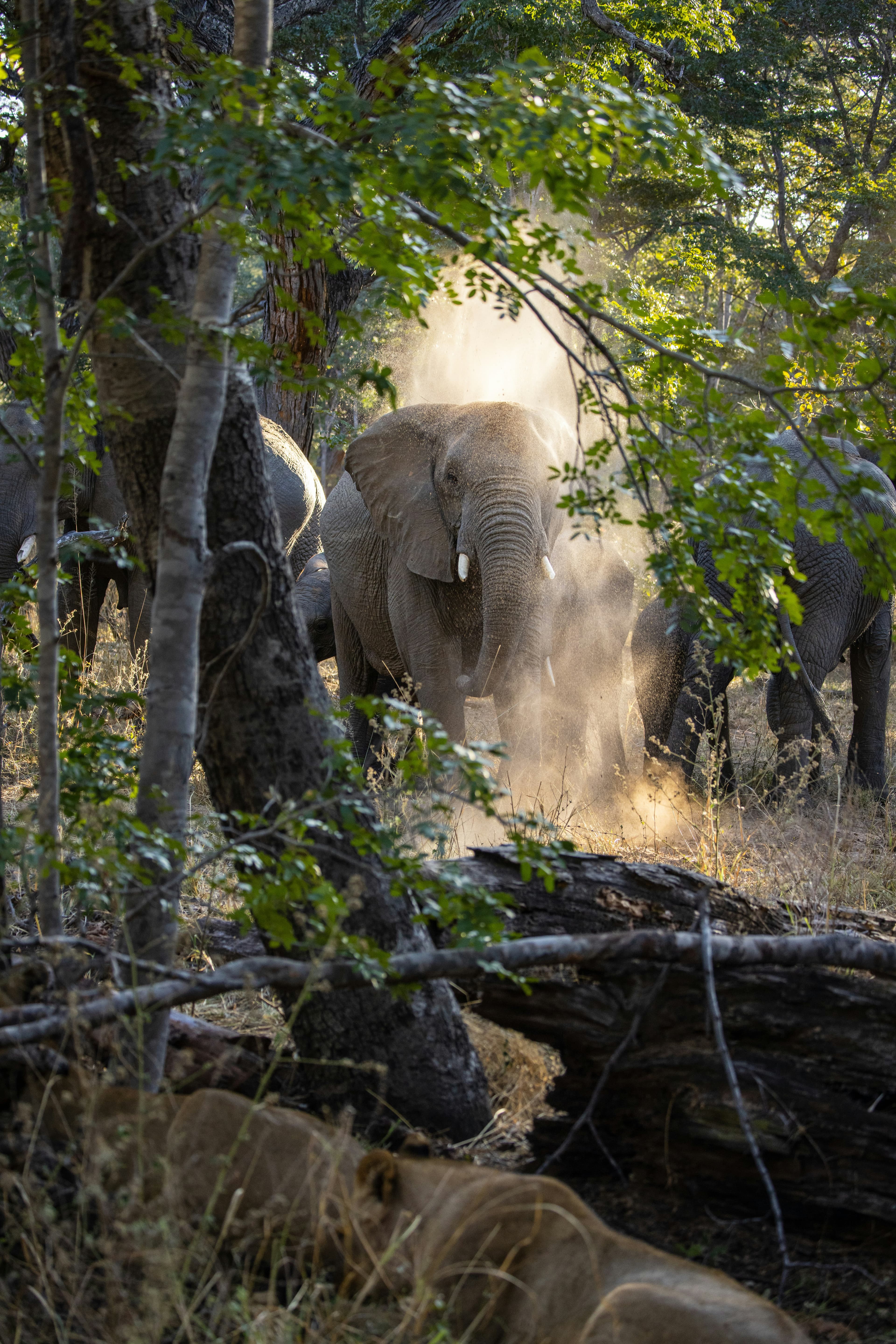 Hwange National Park Safari - 4 Days - Image 5