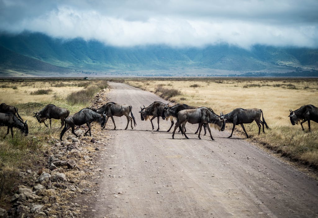 A herd of wildebeest crossing a dirt road in Ngorongoro Crater, Tanzania.