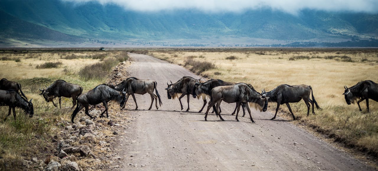 A herd of wildebeest crossing a dirt road in Ngorongoro Crater, Tanzania.