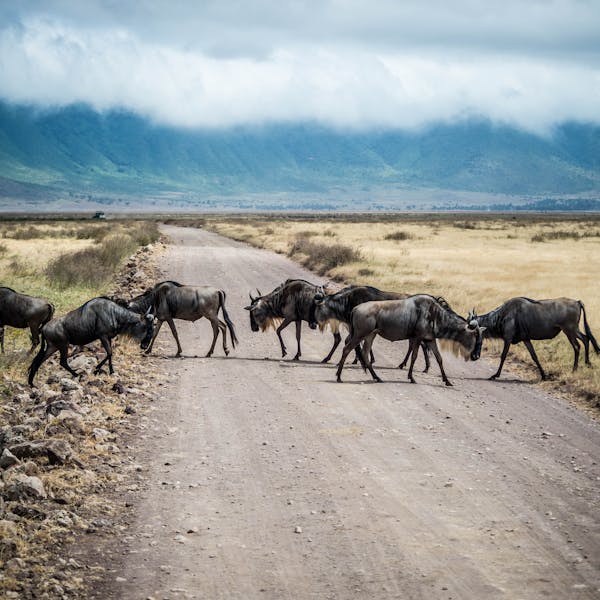 A herd of wildebeest crossing a dirt road in Ngorongoro Crater, Tanzania.