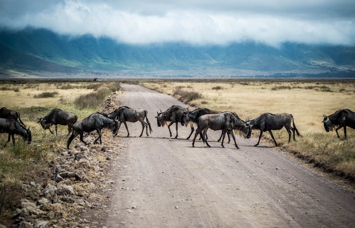 A herd of wildebeest crossing a dirt road in Ngorongoro Crater, Tanzania.