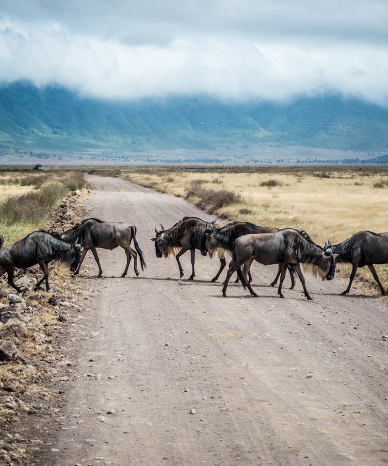 A herd of wildebeest crossing a dirt road in Ngorongoro Crater, Tanzania.