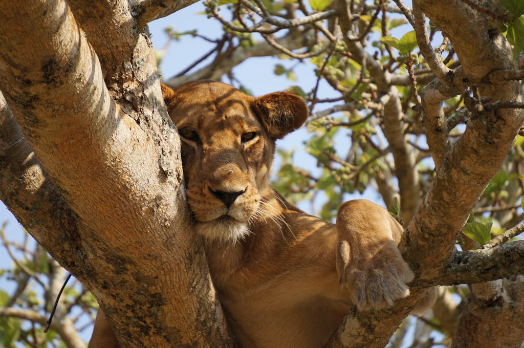 A majestic lioness rests gracefully in a tree in Uganda's wilderness, showcasing the beauty of wildlife.