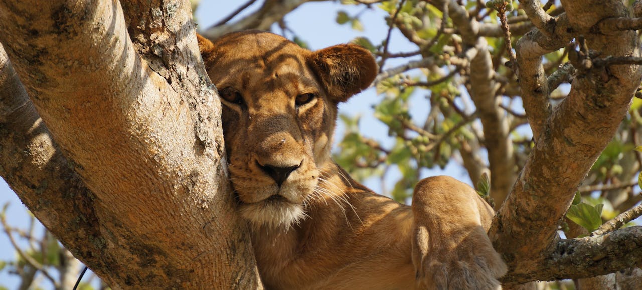 A majestic lioness rests gracefully in a tree in Uganda's wilderness, showcasing the beauty of wildlife.