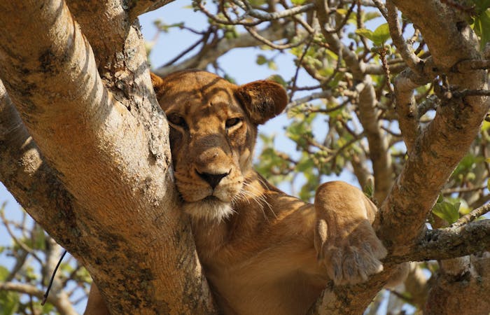 A majestic lioness rests gracefully in a tree in Uganda's wilderness, showcasing the beauty of wildlife.