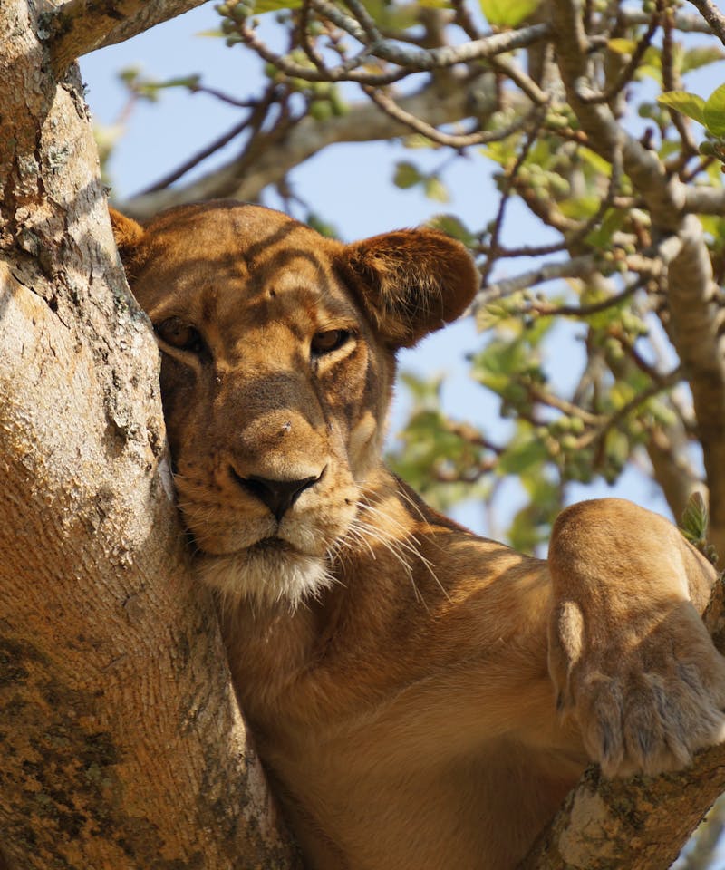 A majestic lioness rests gracefully in a tree in Uganda's wilderness, showcasing the beauty of wildlife.