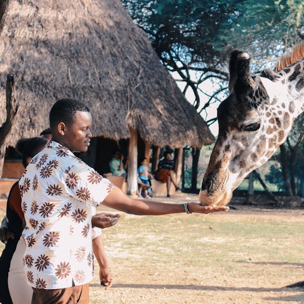 An adult man feeds a giraffe at an outdoor wildlife park in Africa, capturing a close interaction with nature.