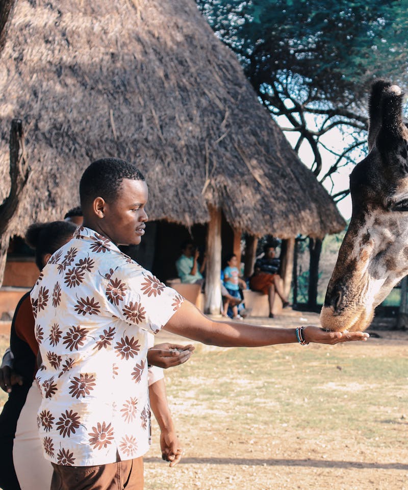 An adult man feeds a giraffe at an outdoor wildlife park in Africa, capturing a close interaction with nature.