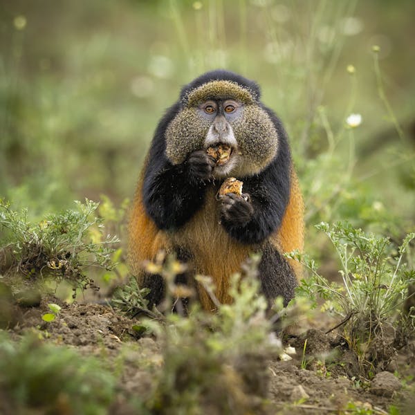 Golden Monkey Eating