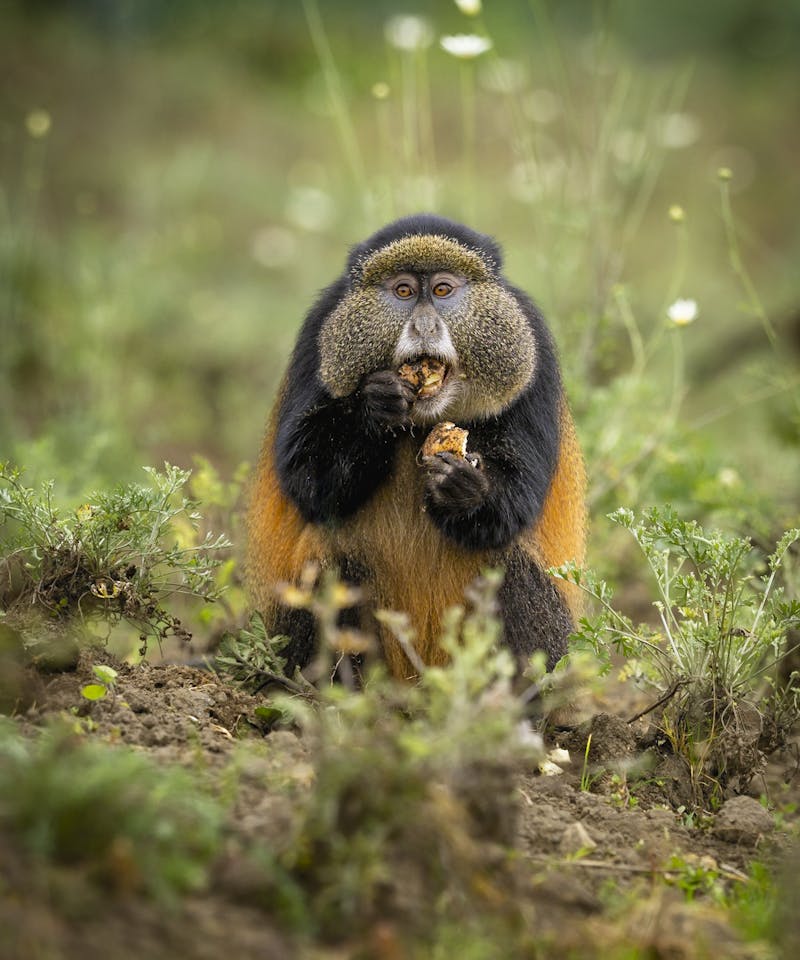 Golden Monkey Eating