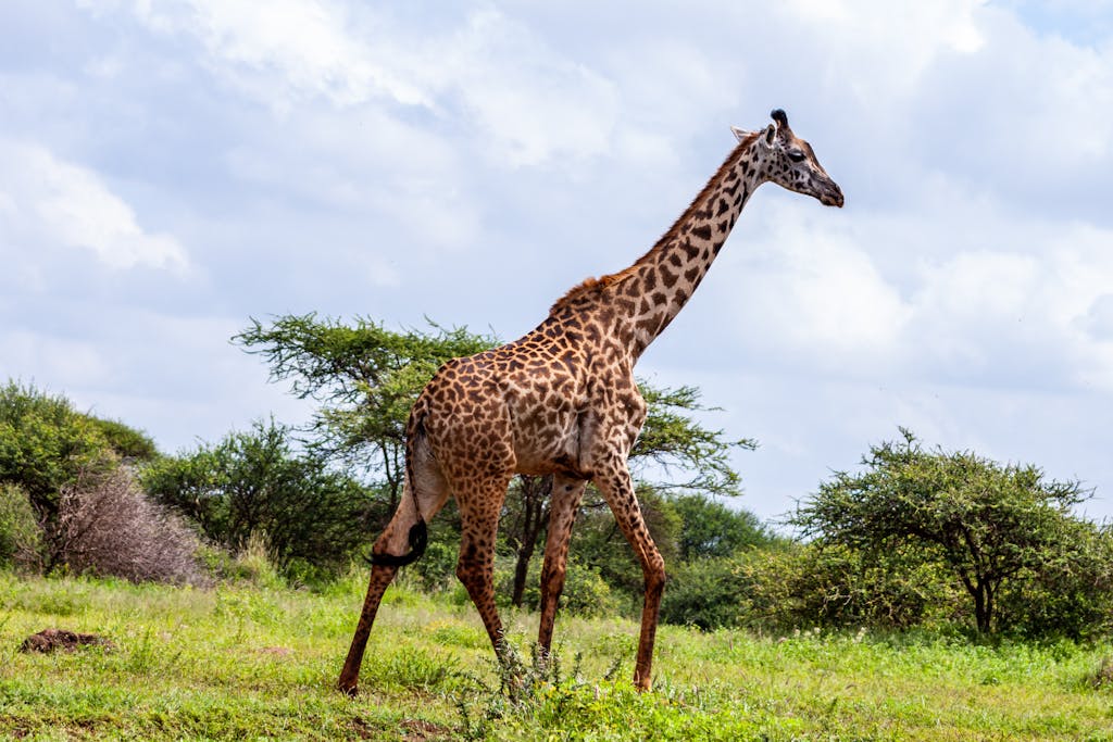 Giraffe walking in a lush safari environment in Kajiado County, Kenya.