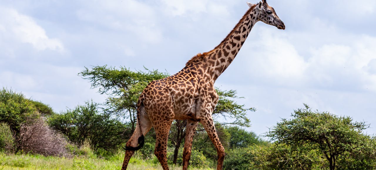 Giraffe walking in a lush safari environment in Kajiado County, Kenya.