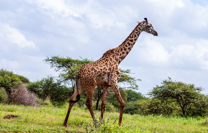 Giraffe walking in a lush safari environment in Kajiado County, Kenya.