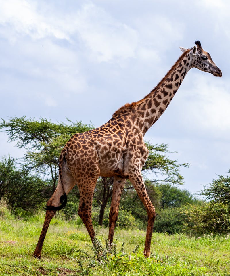 Giraffe walking in a lush safari environment in Kajiado County, Kenya.