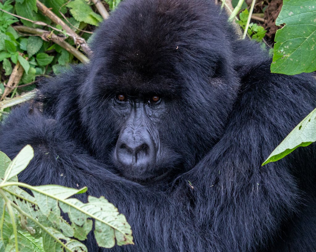 Intimate portrait of a mountain gorilla resting among lush greenery.