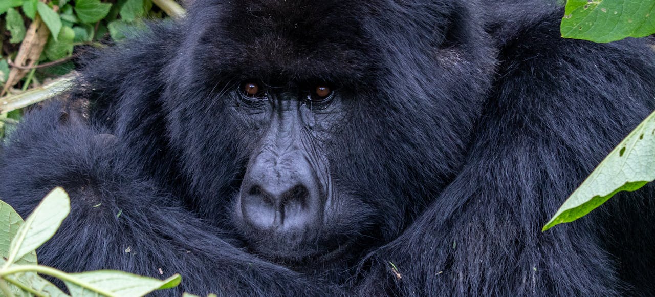 Intimate portrait of a mountain gorilla resting among lush greenery.