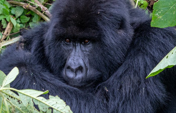 Intimate portrait of a mountain gorilla resting among lush greenery.