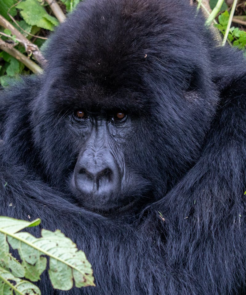 Intimate portrait of a mountain gorilla resting among lush greenery.