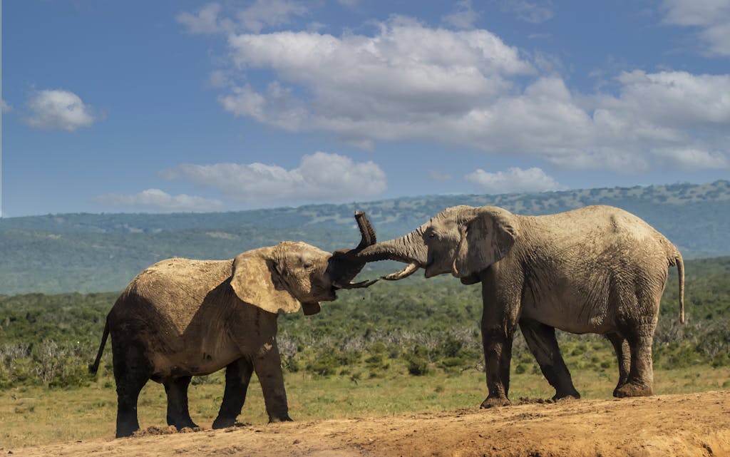 Two African elephants engaging in playful interaction on a grassy plain, under a bright blue sky.