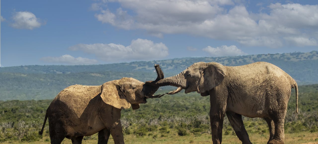 Two African elephants engaging in playful interaction on a grassy plain, under a bright blue sky.