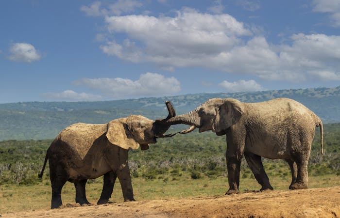 Two African elephants engaging in playful interaction on a grassy plain, under a bright blue sky.