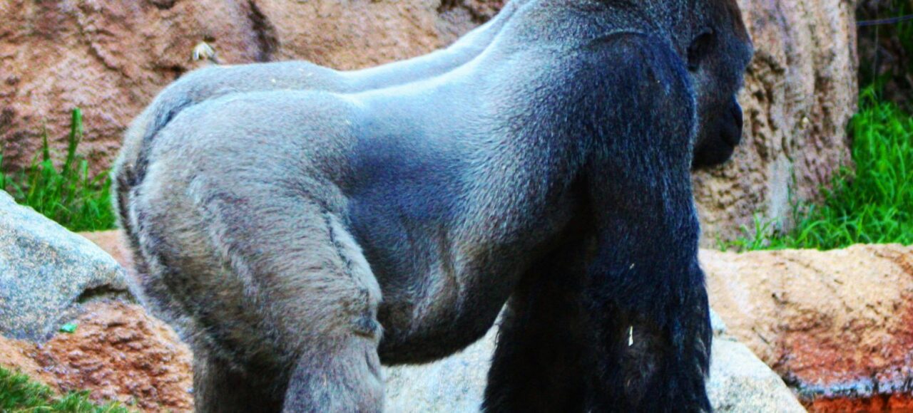 A majestic gorilla standing beside rocky terrain, showcasing its strength and presence.