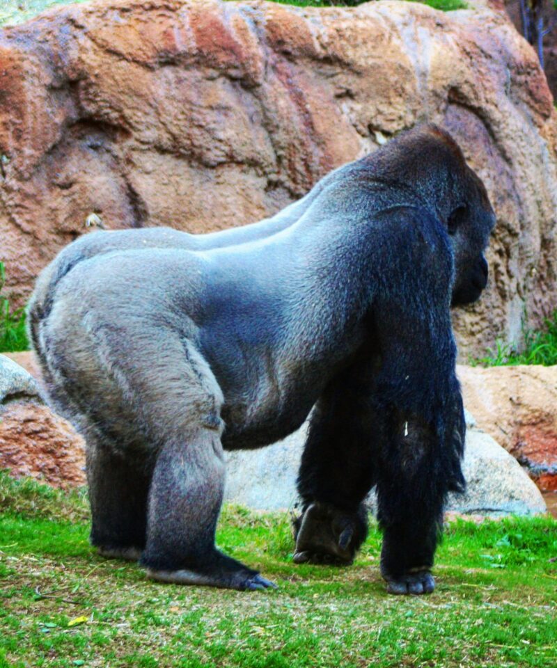 A majestic gorilla standing beside rocky terrain, showcasing its strength and presence.