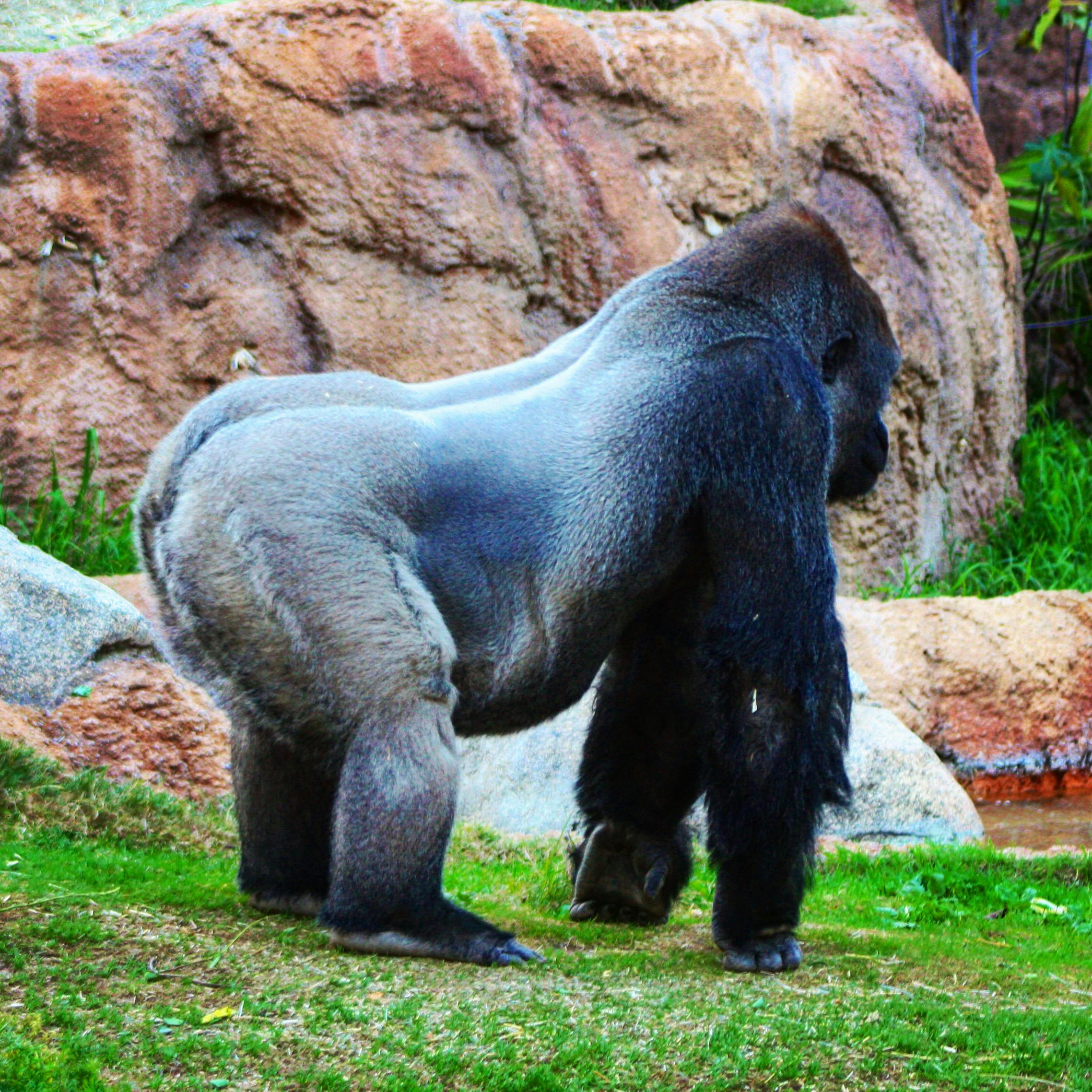 A majestic gorilla standing beside rocky terrain, showcasing its strength and presence.